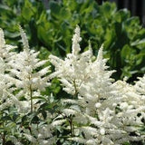 WHITE ASTILBE Reliable Shade Perennial Hardy Chinensis 20 Seeds