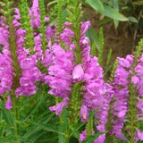 30+ Obedient Plant Seeds-False Dragonhead- Physostegia virginiana-Great Cut Flower-Excellent Perennial-Pink Obedient Plant-B235