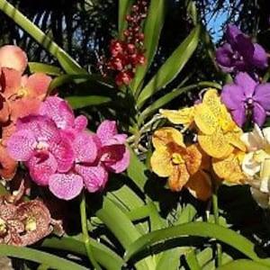 Orchid Vanda Choose by color in spike Tropical Hanging Plant