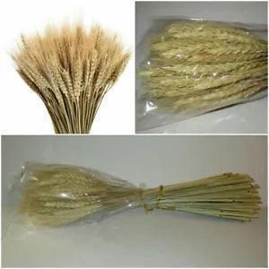 Dried Wheat Stalks 100 Stalks Stems 100% Natural Wheat Decor Bulk Pack