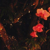 Orchid at Midnight- Custom Print