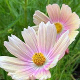 20 COSMOS 'Apricot Lemonade' seeds