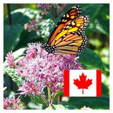 Swamp Milkweed Pink Butterfly Flower Seeds Perennial Monarch Plant Asclepias Incarnata Pollinator Seeds Canada Canadian Milk Weed + Gift