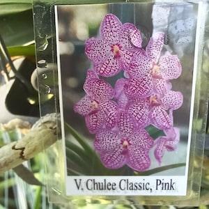 Orchid Vanda Chulee Blue Classic or Pink Classic Tropical Hanging Plants