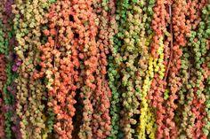10 Popular Amaranth Varieties to Grow for Flowers or Seeds Flower Delivery