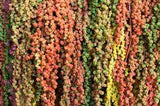 10 Popular Amaranth Varieties to Grow for Flowers or Seeds Flower Delivery