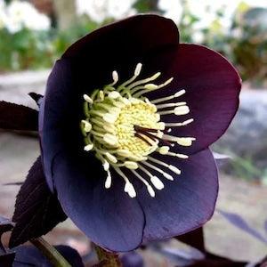 HELLEBORUS BLACK BEAUTY Hardy Perennial Christmas Rose Heleborus Orientalis, 5 Seeds