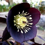 HELLEBORUS BLACK BEAUTY Hardy Perennial Christmas Rose Heleborus Orientalis, 5 Seeds