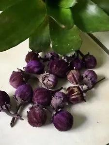 Cats eye 20 pods purple buds Dried Decor 1-2 inch bowl filler