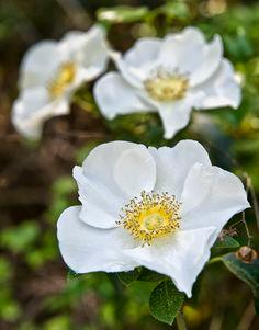 The Cherokee Rose and ?¡ãThe Trail of Tears?¡À Flower Delivery
