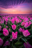 Waking Up - Ellen van den Doel on Fstoppers Flower Delivery