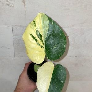 Monstera Thai Constellation in 4" Pots - Beautiful and Very Healthy