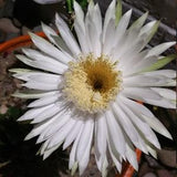 Epiphyllum, Orchid Cactus, RARE, Moon Bloom, cactus flower, cactus, succulent
