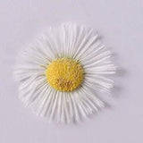 12PCS real Pressed dry daisy Flower multi colors dyed flower for art craft FCD47