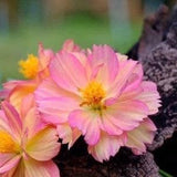 10 Rare PEACH COSMOS seeds---Flower seed