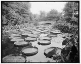 Lily pond,plants,flowers,bridges,lakes,Como Park,Saint Paul,Minnesota,MN,c1905