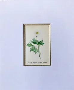 Matted Botanical Print Antique, Alpine Flowers, Alpine-Pflanzen, Ranunculus 1864