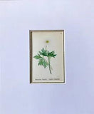 Matted Botanical Print Antique, Alpine Flowers, Alpine-Pflanzen, Ranunculus 1864
