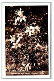 RPPC Mountain Lilies In Oregon OR Sawyer's Postcard V6