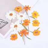 6PCS real Pressed dry Zinnia flower with stem, for art candle craft FCD38