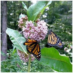 Common Milkweed  (Asclepias syriaca) Packet of 25 seeds with New!