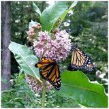 Common Milkweed  (Asclepias syriaca) Packet of 25 seeds with New!