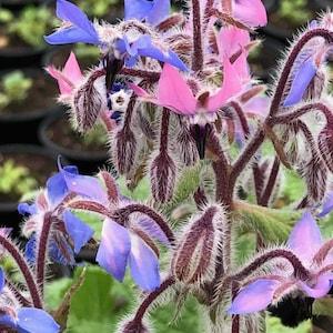 35 seeds Borage ??Alba??Borago eilable herb officinalis blue  flower