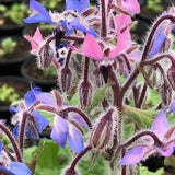 35 seeds Borage ??Alba??Borago eilable herb officinalis blue  flower