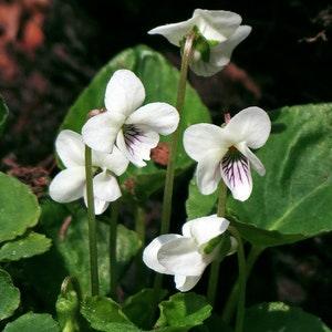 WHITE FORM VIOLA Easy Perennial! Wildflower Hardy Pansy Violet Sororia, 10 Seeds