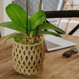 Unique Orchid Pot, Plant Pot with Drainage and Saucer, 3D Printed Planter, Use Leca  & Aroid Mixes, Matte Beige,  Lightweight, Philodendron