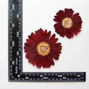 2PCS Real Pressed Dry daisy Flower, Large red Flower Head for art FSS26 #4