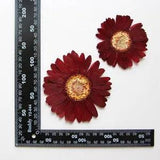 2PCS Real Pressed Dry daisy Flower, Large red Flower Head for art FSS26 #4