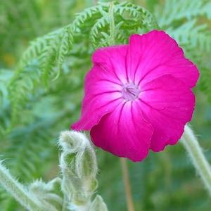 Rose Campion - Colorful Vivid Blooms with Season Long Flowers- Heirloom Perennial