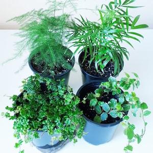 Terrarium Mainstays and Combination - Plumosa Fern/Asparagus Setaceus, V. Creeping Fig Snowflake/Ficus Pumila, Good Luck Palm/Parlor Palm