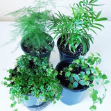 Terrarium Mainstays and Combination - Plumosa Fern/Asparagus Setaceus, V. Creeping Fig Snowflake/Ficus Pumila, Good Luck Palm/Parlor Palm