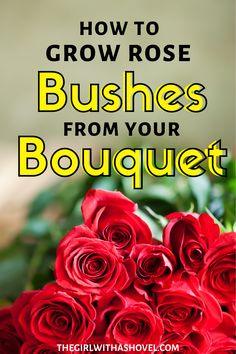 Want to keep your Bouquet of roses?! Root it!!! Flower Delivery