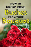 Want to keep your Bouquet of roses?! Root it!!! Flower Delivery