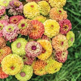 20 Queen Zinnia Seed Mix / Cut Flower / Container Gardening / Heirloom Seeds / English Garden / Wildflowers / Elegans / Cottage