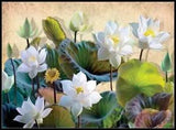 White Water Lily Flowers - DIY Chart Counted Cross Stitch Patterns Needlework