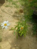 Gallon pot Shasta Daisy Perennial Self Seeding Wild Grown Organic fully rooted