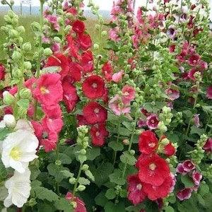 Color mix  - Hollyhock  seeds    Beautiful   Easy to grow   New