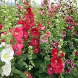 Color mix  - Hollyhock  seeds    Beautiful   Easy to grow   New