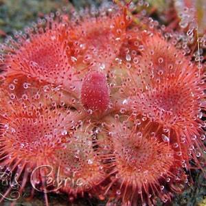 Fly Trap Drosera Burmannii Plant Seeds Packet, Tropical Sundew Carnivorous Plant Flower Seed