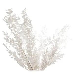 45cm Dried Forever Preserved Ruscus Flowers DIY Floral Decoration Dry5069