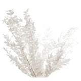 45cm Dried Forever Preserved Ruscus Flowers DIY Floral Decoration Dry FloweC8