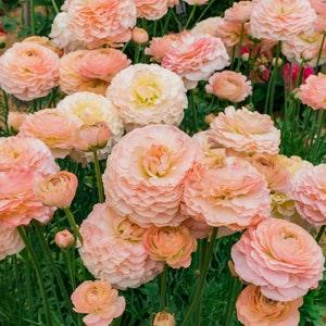 Ranunculus Romance "Plage" corms | Rare variety, large pale peachy-pink flowers, perfect bouquets for florists, easy to grow