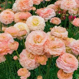 Ranunculus Romance "Plage" corms | Rare variety, large pale peachy-pink flowers, perfect bouquets for florists, easy to grow