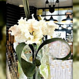 Large Parrot Tulips