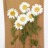 10pcs Pressed Dried White Stalk Flower Plants Herbarium For Jewellery...