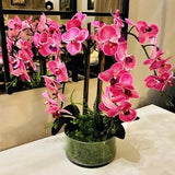 NEUILLY PARIS - Arrangement of Pink orchid in cylinder glass - Real Touch flowers - faux plant - Moss - succulent - Birthday gift 20X10
